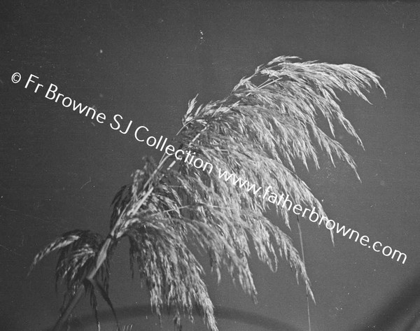 PAMPAS GRASS